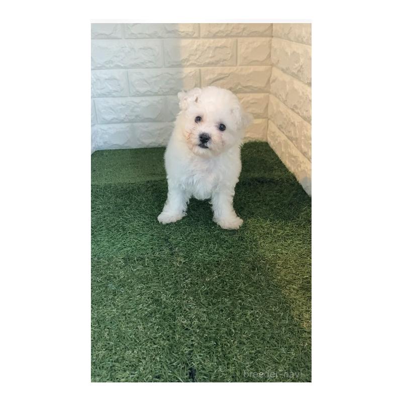 成約済の東京都のビションフリーゼ-432197の7枚目