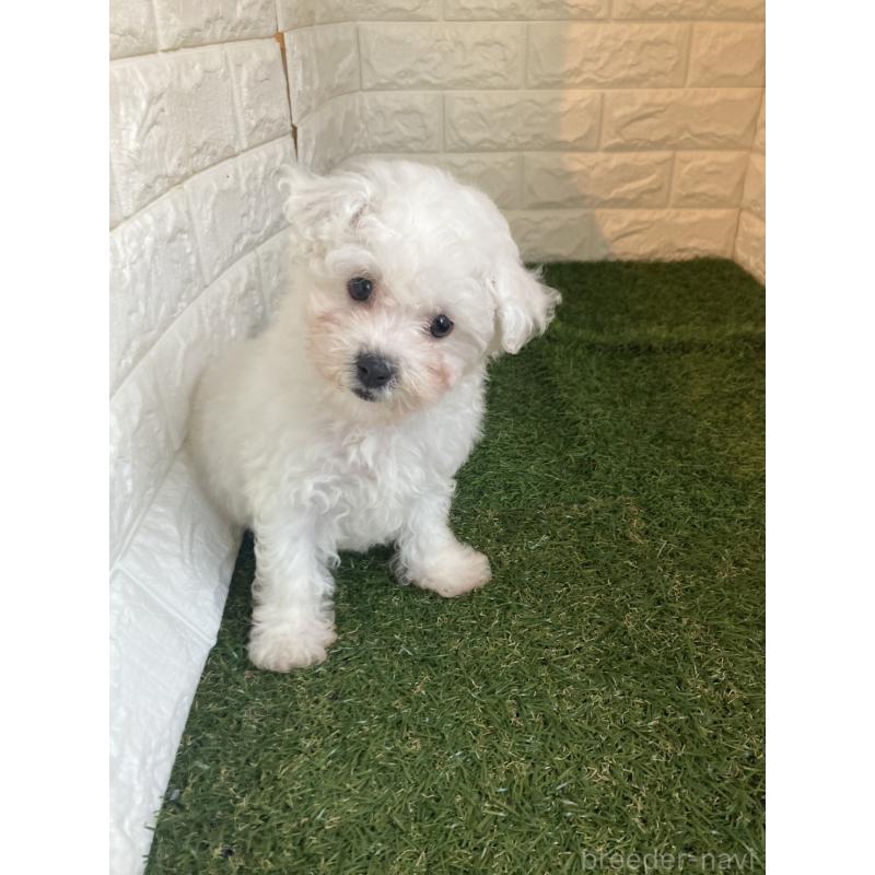 成約済の東京都のビションフリーゼ-432197の6枚目