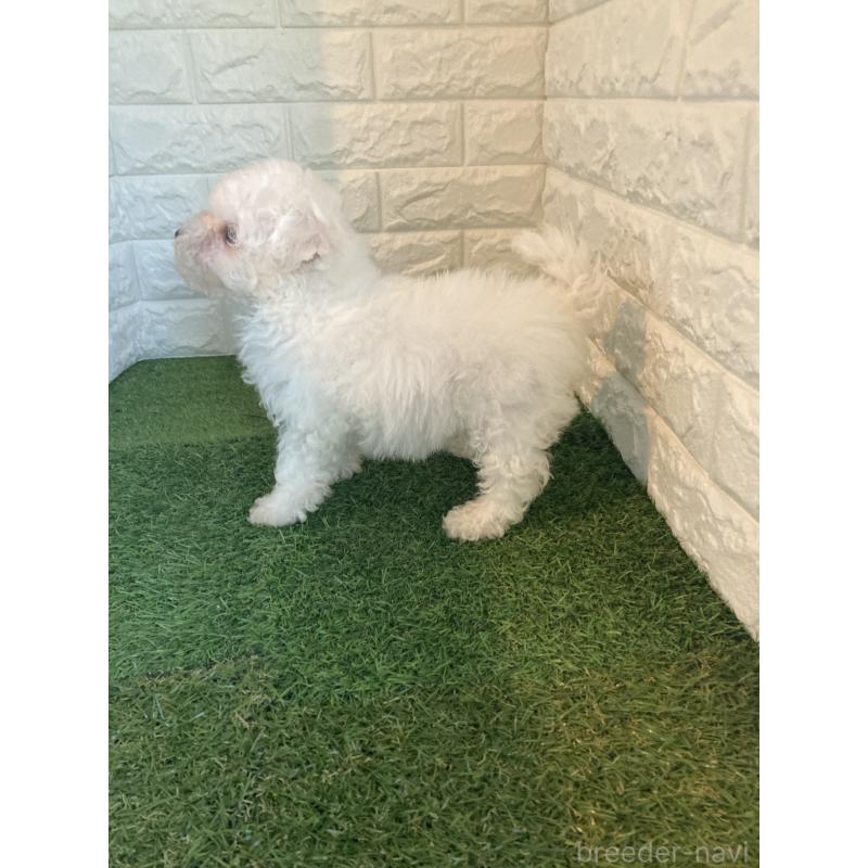 成約済の東京都のビションフリーゼ-432197の5枚目