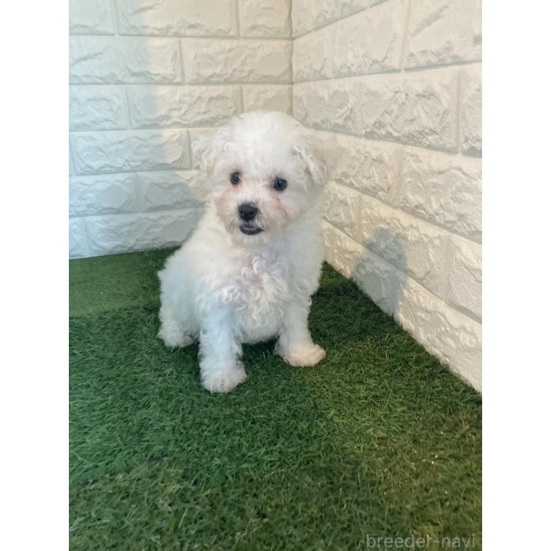 成約済の東京都のビションフリーゼ-432197の4枚目