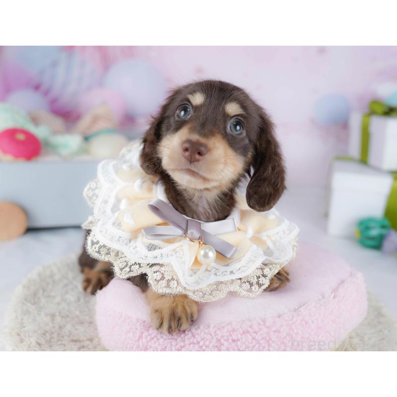 販売中の東京都のカニンヘンダックスフンド(ロングヘアード)-435693の1枚目