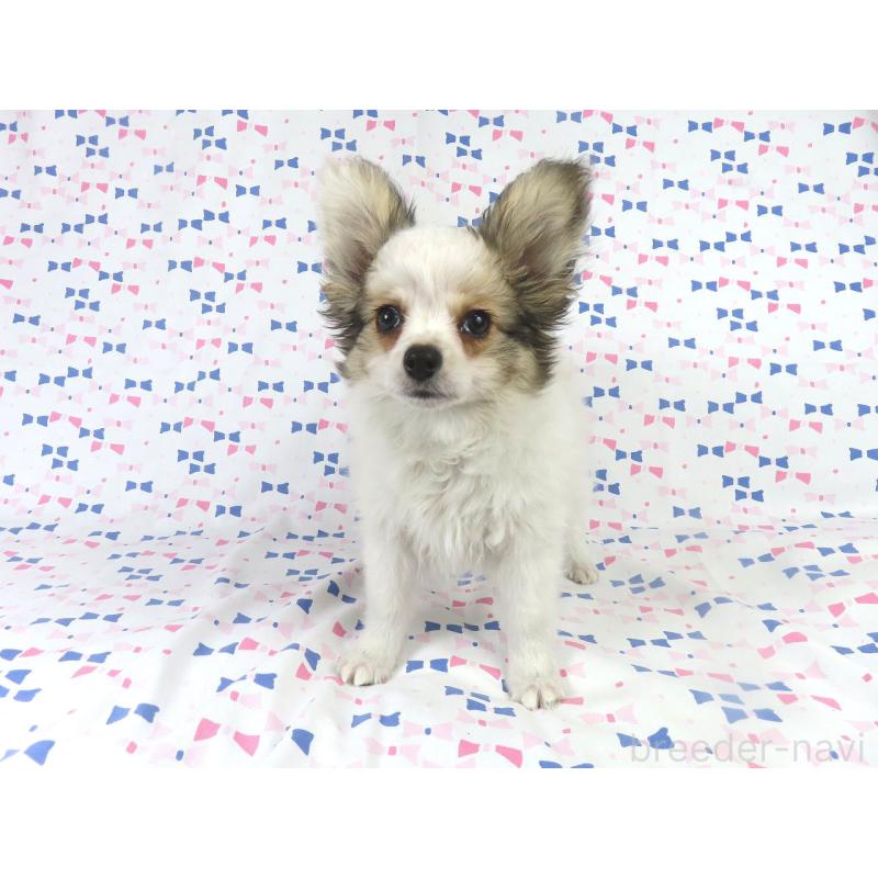 販売中の千葉県のパピヨン-423052の14枚目