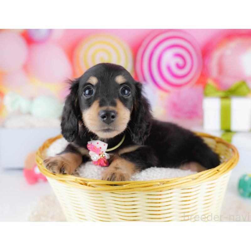 販売中の東京都のカニンヘンダックスフンド(ロングヘアード)-435694