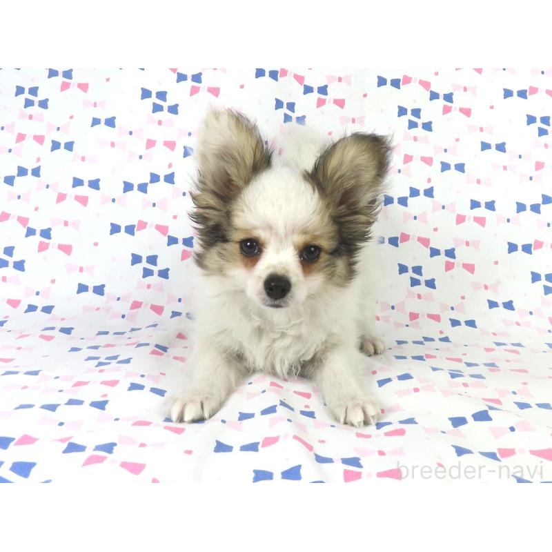 販売中の千葉県のパピヨン-423052の13枚目