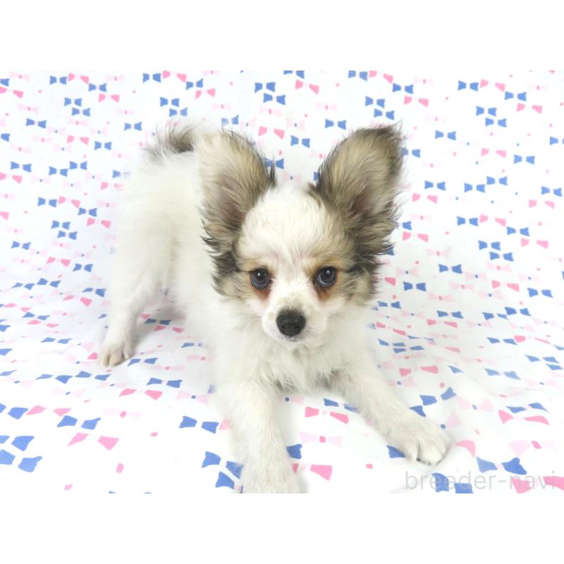 販売中の千葉県のパピヨン-423052の12枚目