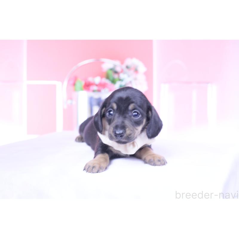 販売中の愛知県のカニンヘンダックスフンド(スムースヘアード)-435689の7枚目