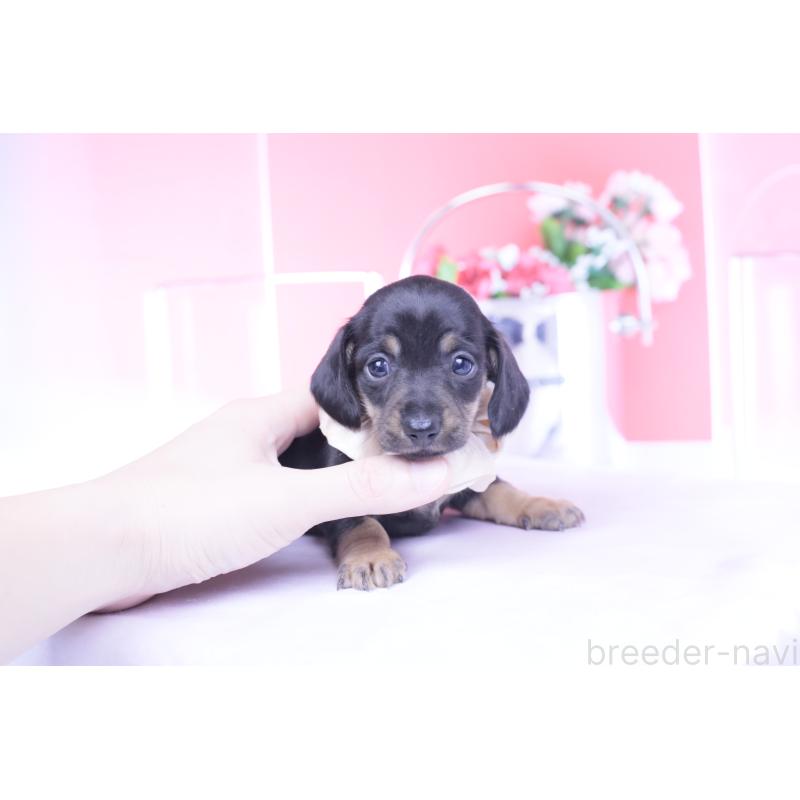 販売中の愛知県のカニンヘンダックスフンド(スムースヘアード)-435689の6枚目