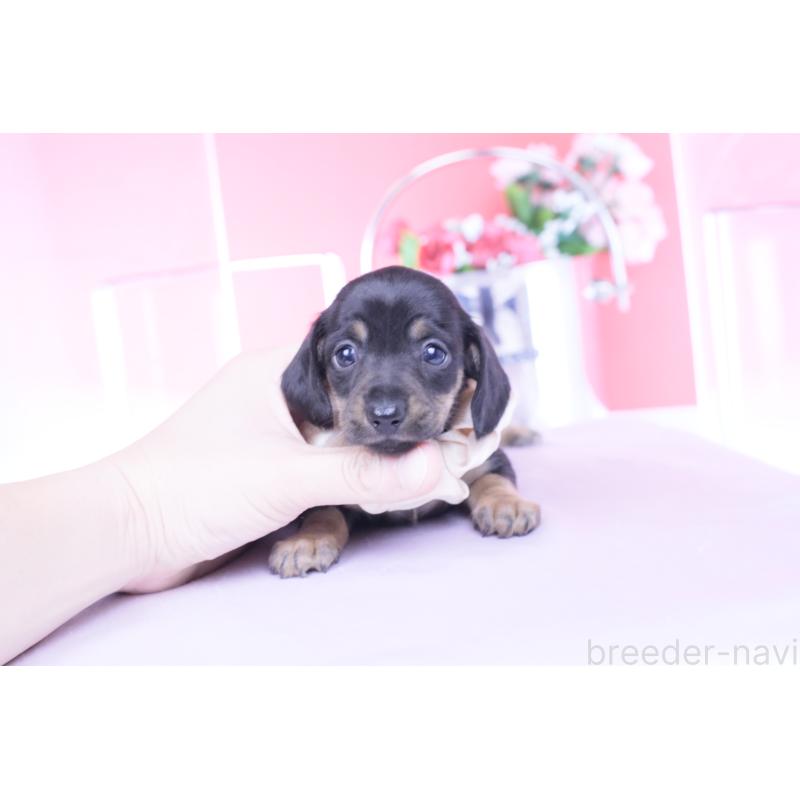 販売中の愛知県のカニンヘンダックスフンド(スムースヘアード)-435689の3枚目