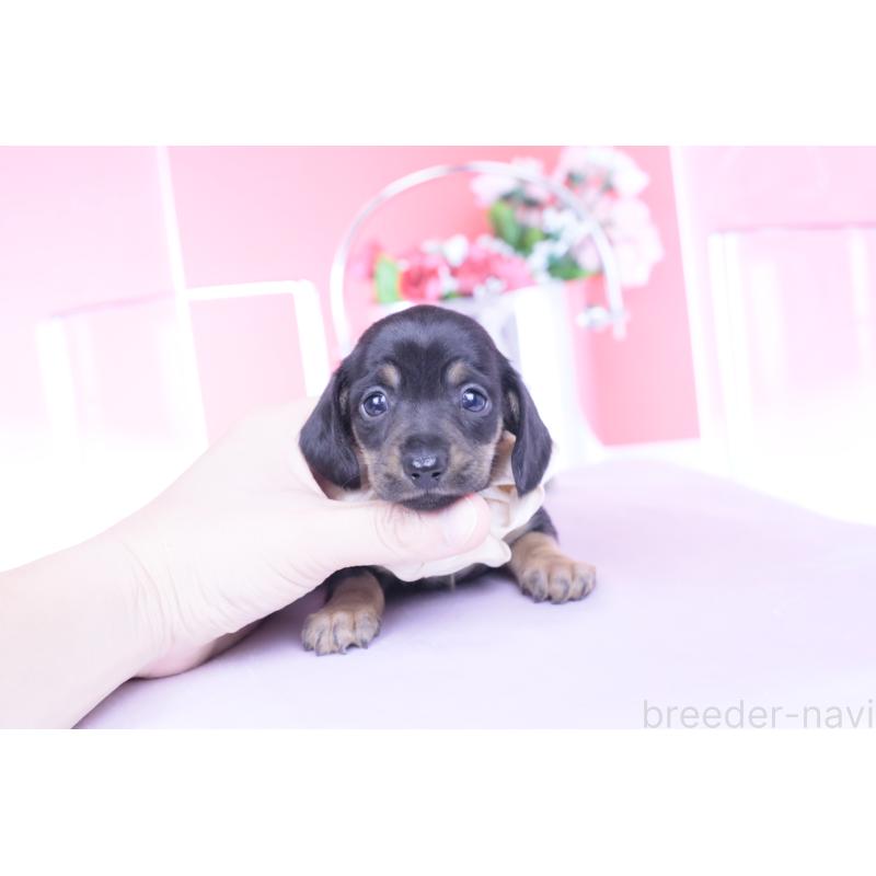 販売中の愛知県のカニンヘンダックスフンド(スムースヘアード)-435689の2枚目