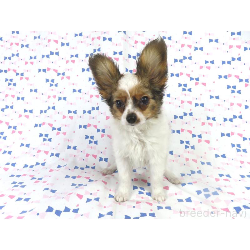 販売中の千葉県のパピヨン-423055の14枚目