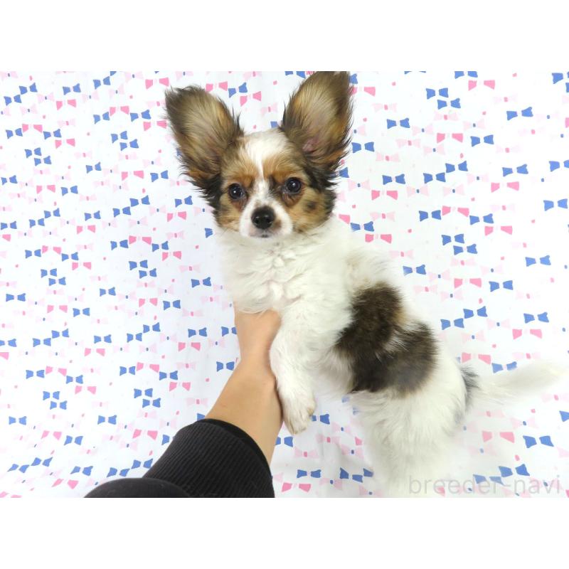 販売中の千葉県のパピヨン-423055の13枚目