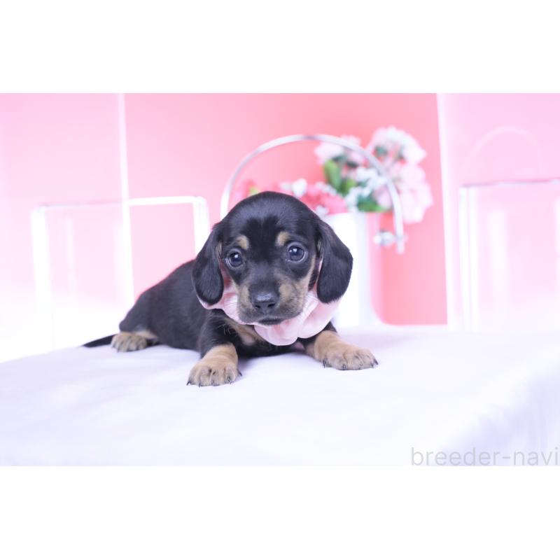 販売中の愛知県のカニンヘンダックスフンド(スムースヘアード)-435698の9枚目