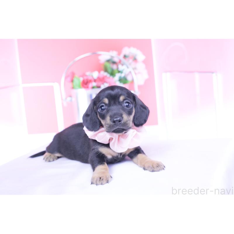 販売中の愛知県のカニンヘンダックスフンド(スムースヘアード)-435698の8枚目