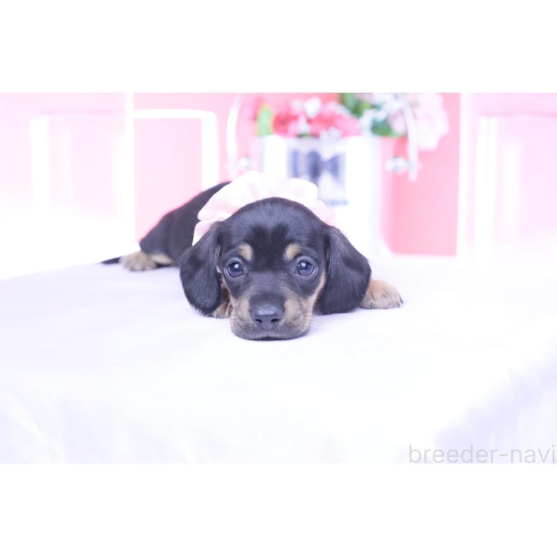 販売中の愛知県のカニンヘンダックスフンド(スムースヘアード)-435698の7枚目