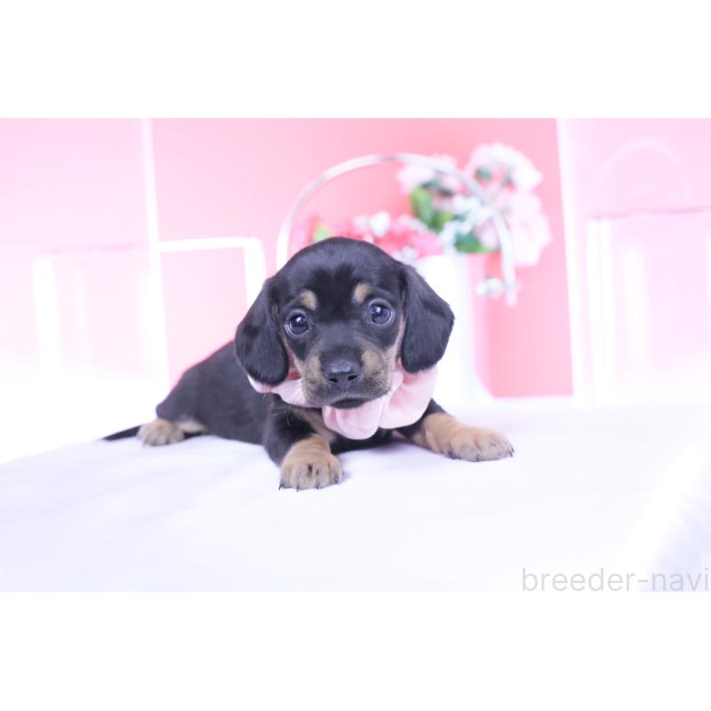 販売中の愛知県のカニンヘンダックスフンド(スムースヘアード)-435698の5枚目