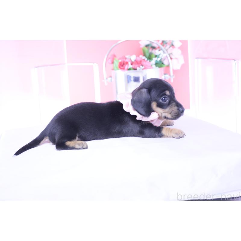 販売中の愛知県のカニンヘンダックスフンド(スムースヘアード)-435698の2枚目