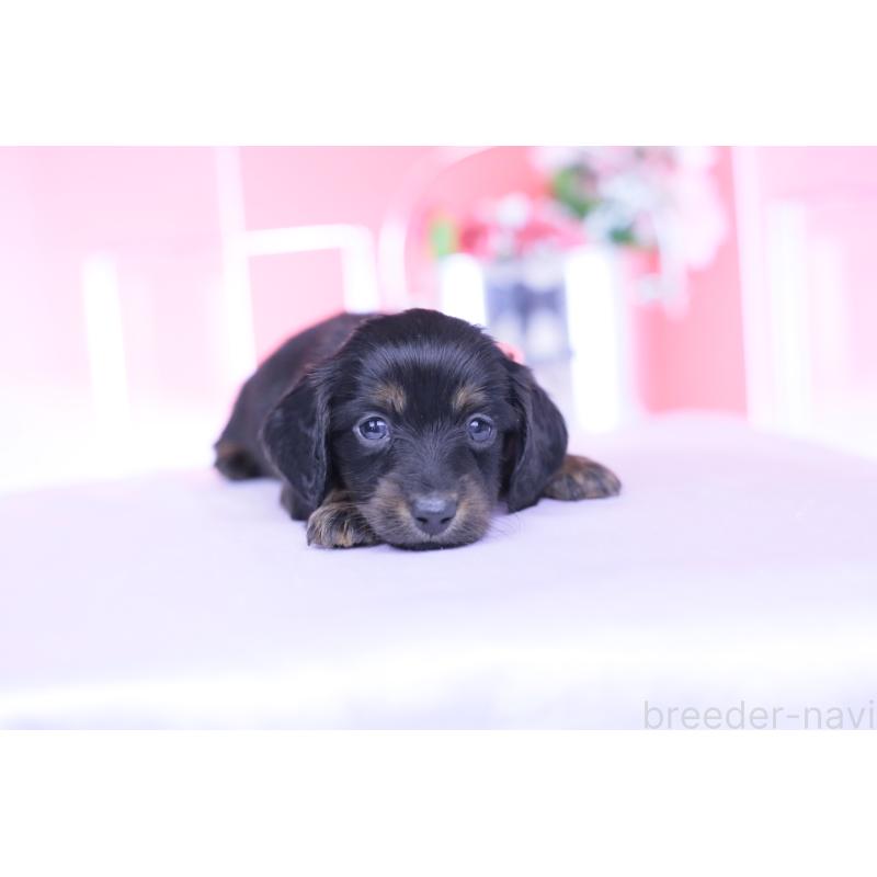 販売中の愛知県のカニンヘンダックスフンド(ロングヘアード)-435702の9枚目