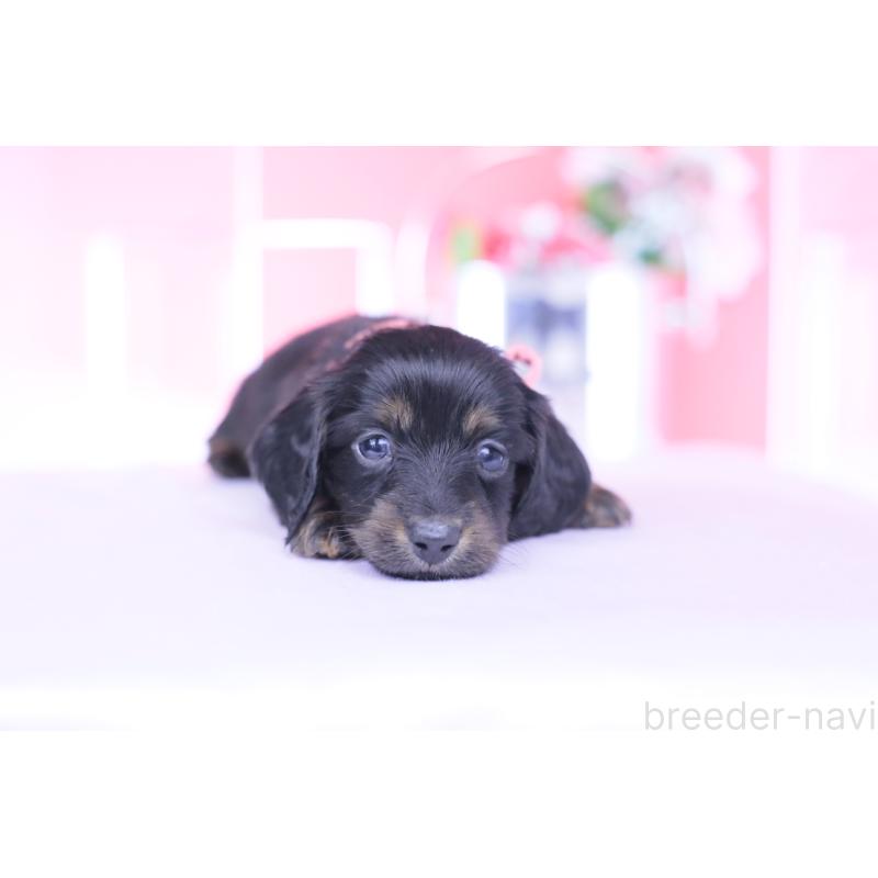 販売中の愛知県のカニンヘンダックスフンド(ロングヘアード)-435702の8枚目