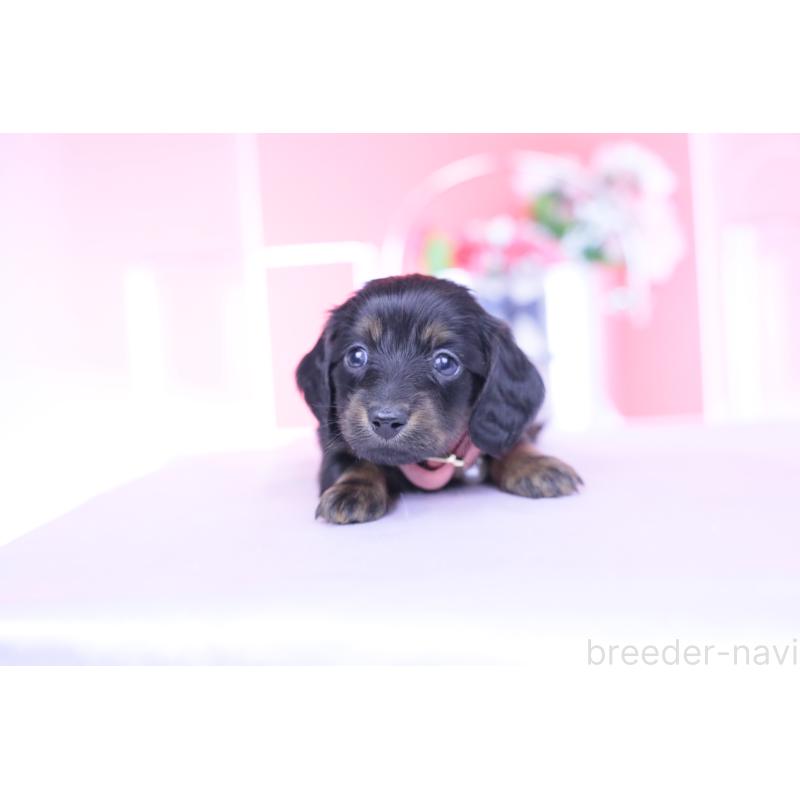 販売中の愛知県のカニンヘンダックスフンド(ロングヘアード)-435702の6枚目