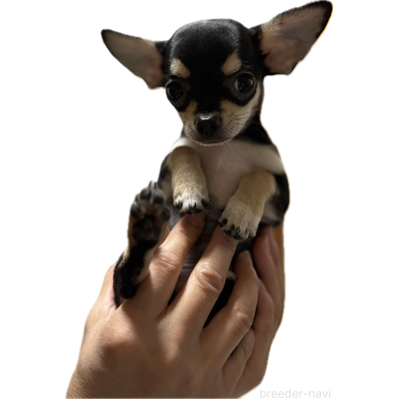 販売中の広島県のチワワ(スムースコート)-435699の1枚目