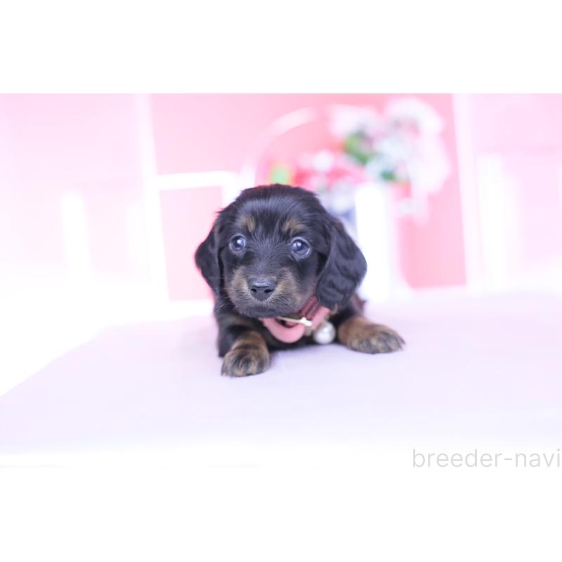 販売中の愛知県のカニンヘンダックスフンド(ロングヘアード)-435702の5枚目