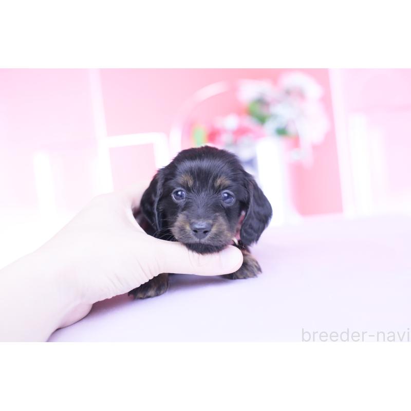 販売中の愛知県のカニンヘンダックスフンド(ロングヘアード)-435702の4枚目