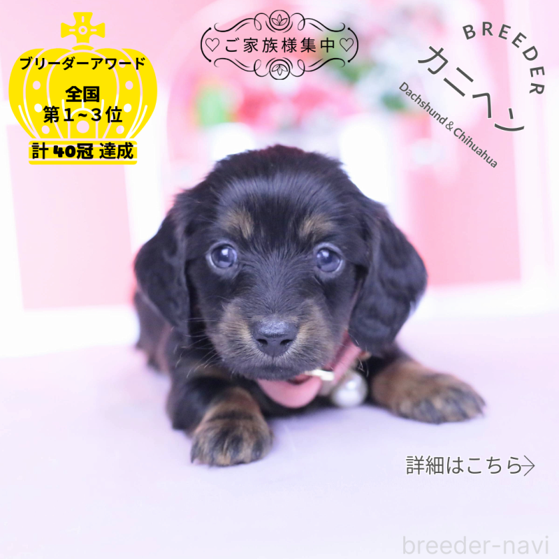 販売中の愛知県のカニンヘンダックスフンド(ロングヘアード)-435702