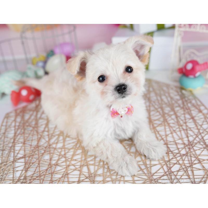 販売中の東京都のミックス犬-435703の1枚目