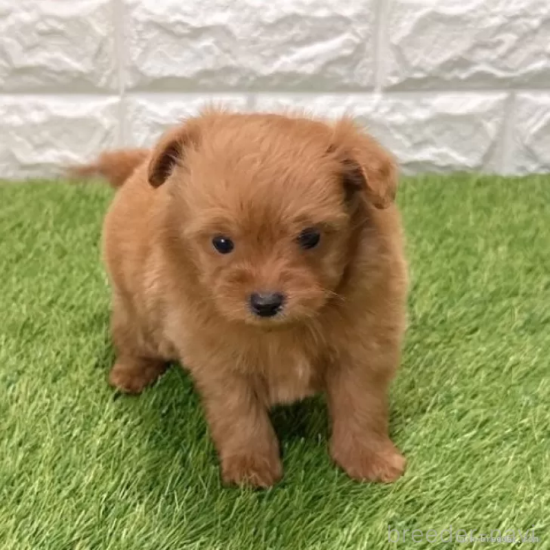 販売中の愛知県のポメプー:ポメラニアン×トイプードル-434429