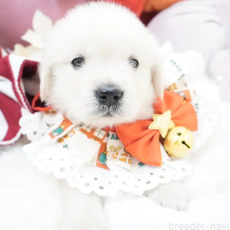 販売中の大阪府のゴールデンレトリーバー-435704