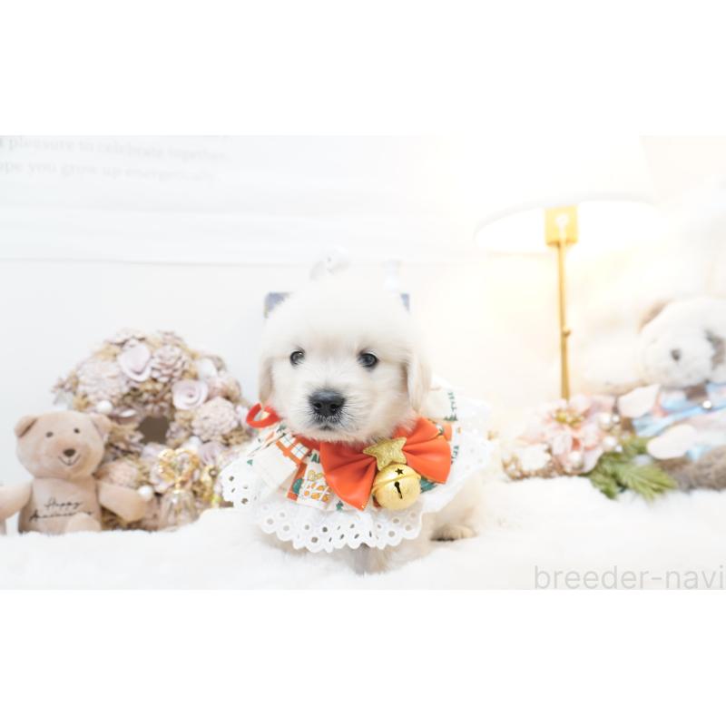 販売中の大阪府のゴールデンレトリーバー-435704の13枚目