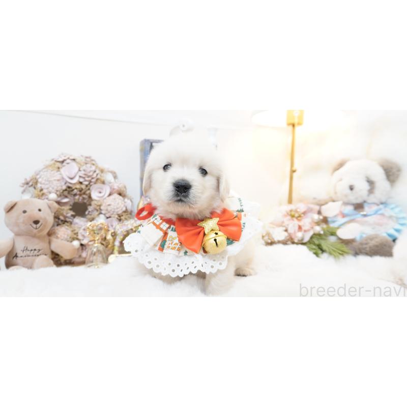 販売中の大阪府のゴールデンレトリーバー-435704の12枚目