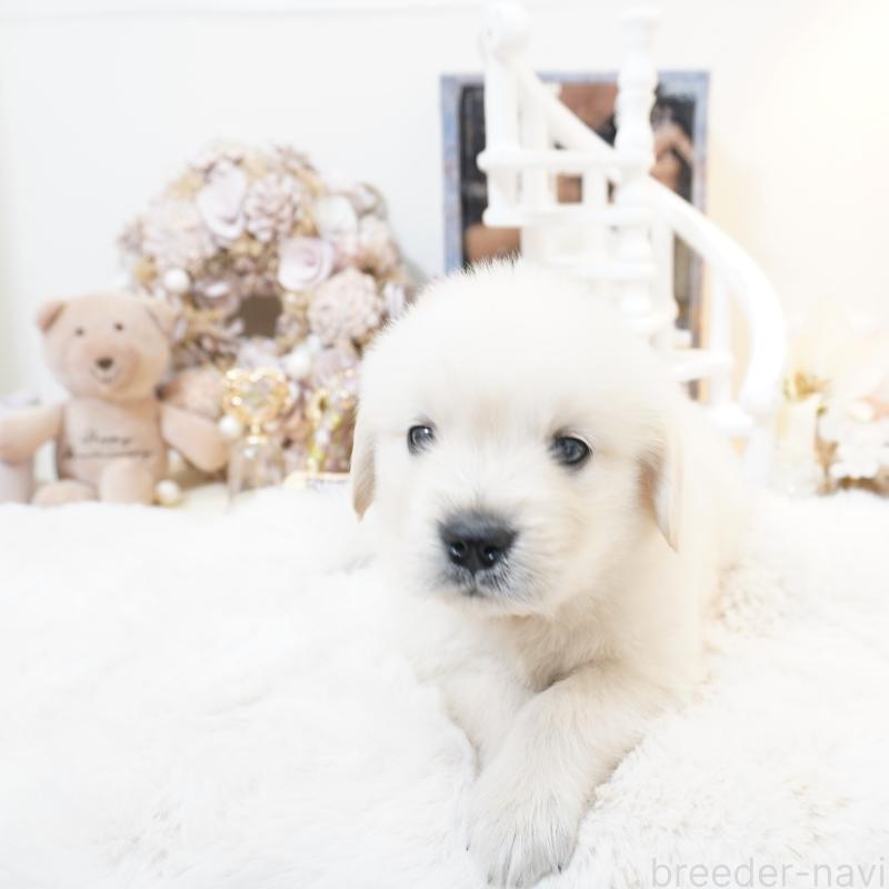 販売中の大阪府のゴールデンレトリーバー-435704の11枚目