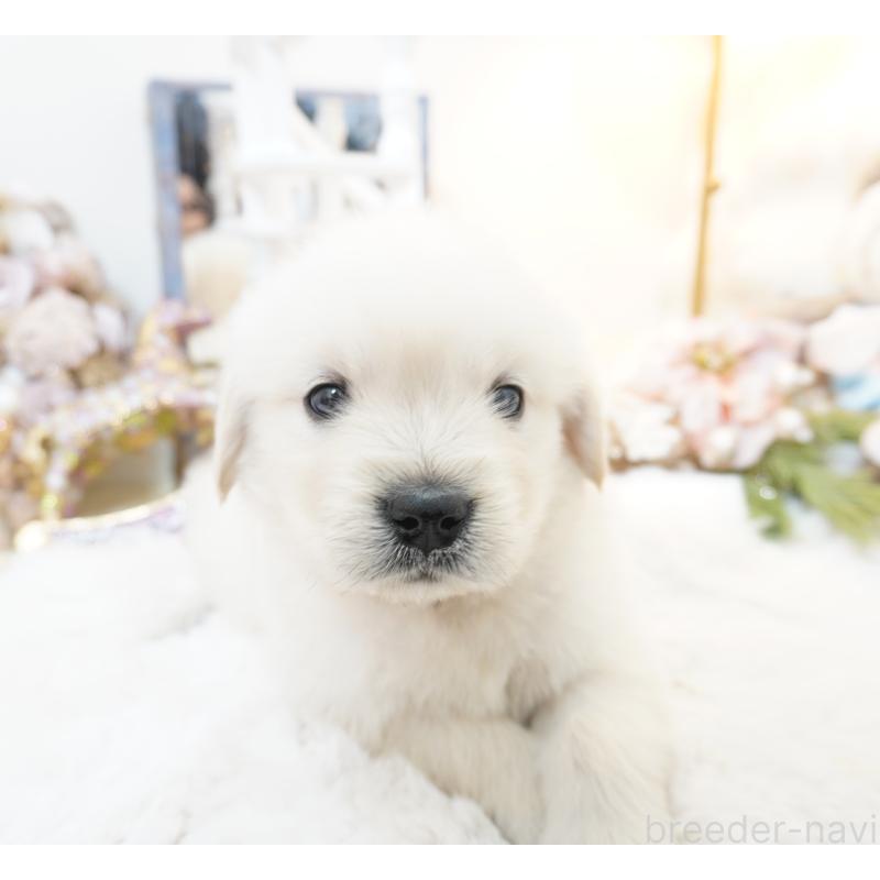 販売中の大阪府のゴールデンレトリーバー-435704の10枚目