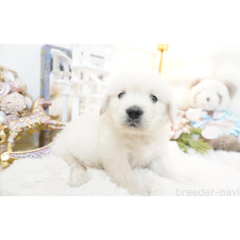 販売中の大阪府のゴールデンレトリーバー-435704の9枚目