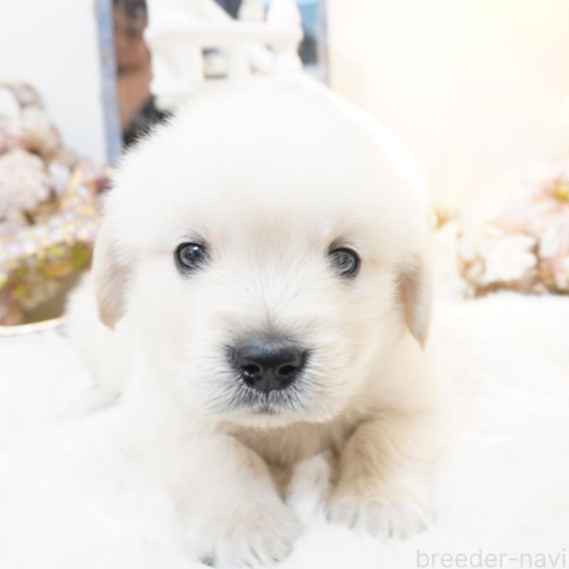 販売中の大阪府のゴールデンレトリーバー-435704の8枚目