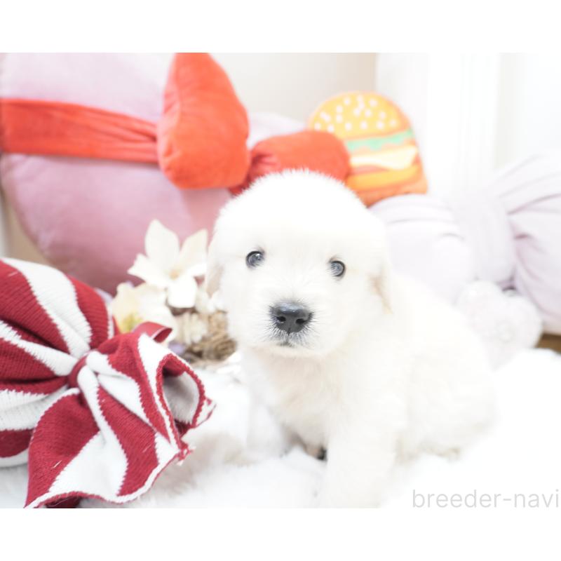 販売中の大阪府のゴールデンレトリーバー-435704の7枚目