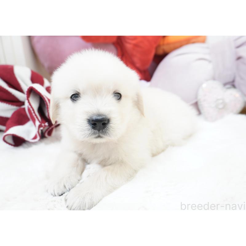 販売中の大阪府のゴールデンレトリーバー-435704の6枚目