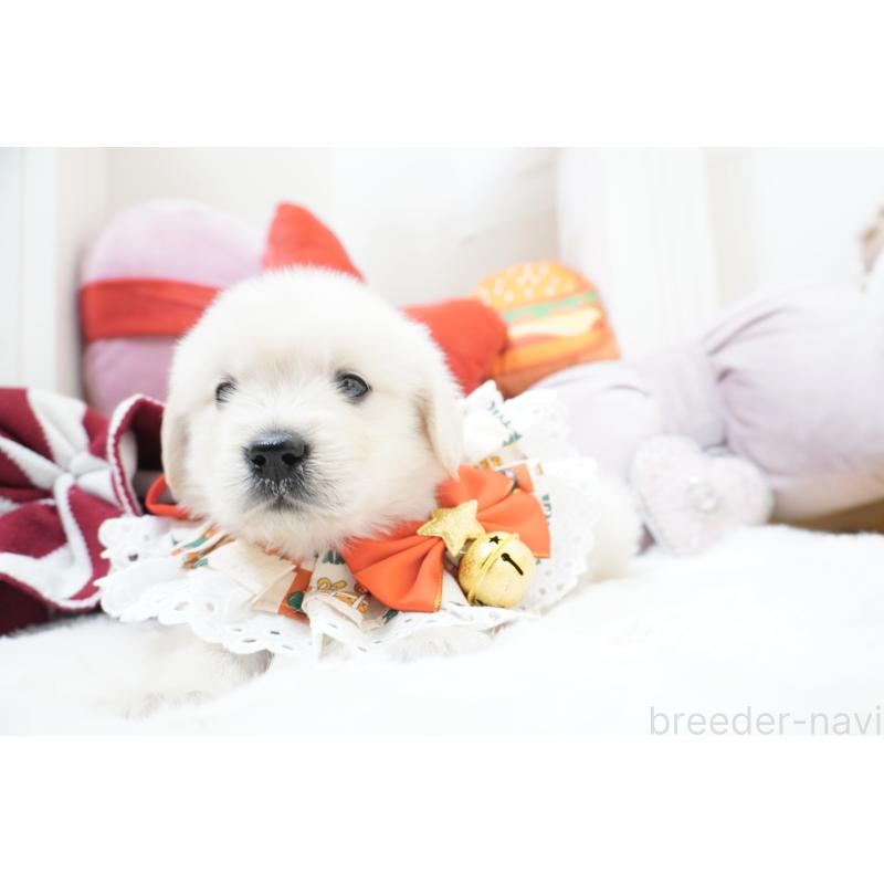 販売中の大阪府のゴールデンレトリーバー-435704の4枚目