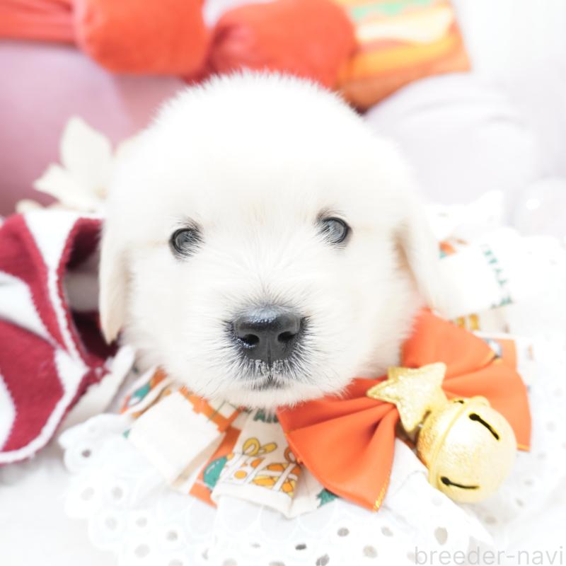 販売中の大阪府のゴールデンレトリーバー-435704の3枚目