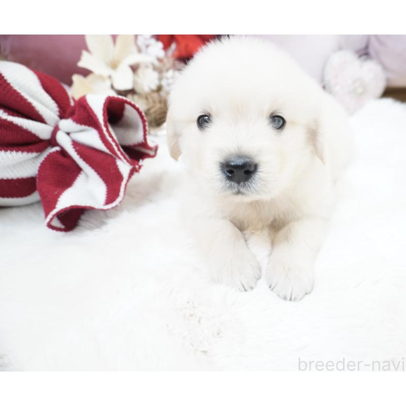 販売中の大阪府のゴールデンレトリーバー-435704の2枚目