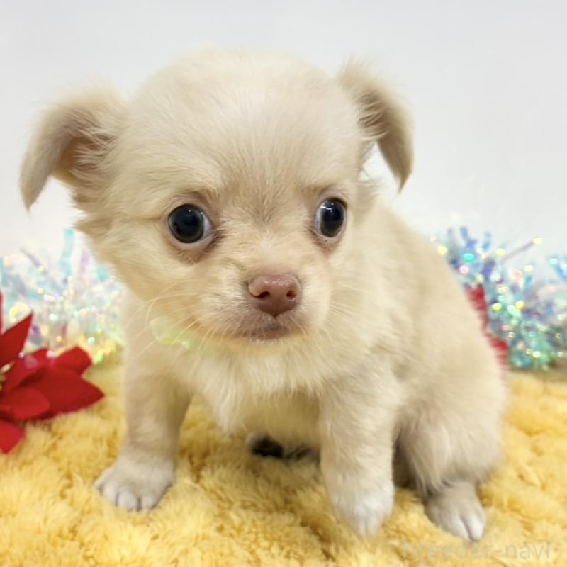 販売中の岐阜県のチワワ(ロングコート)-435711の1枚目