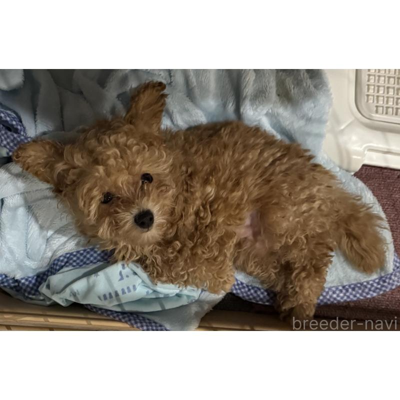 成約済の新潟県のティーカッププードル-433232の2枚目