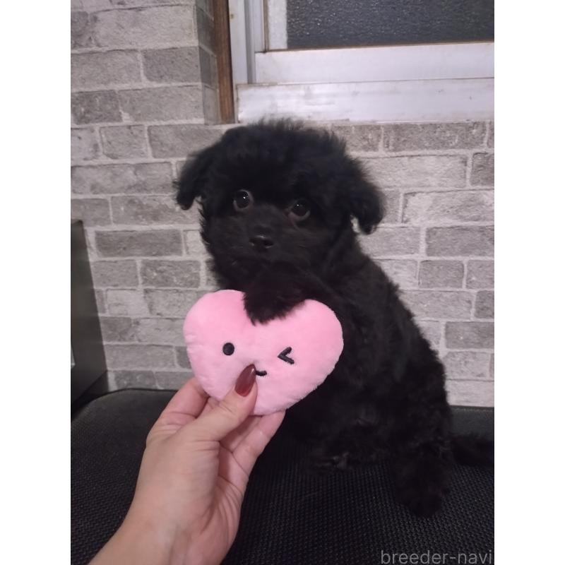 販売中の福岡県のチワプー:チワワ×トイプードル-435715の3枚目