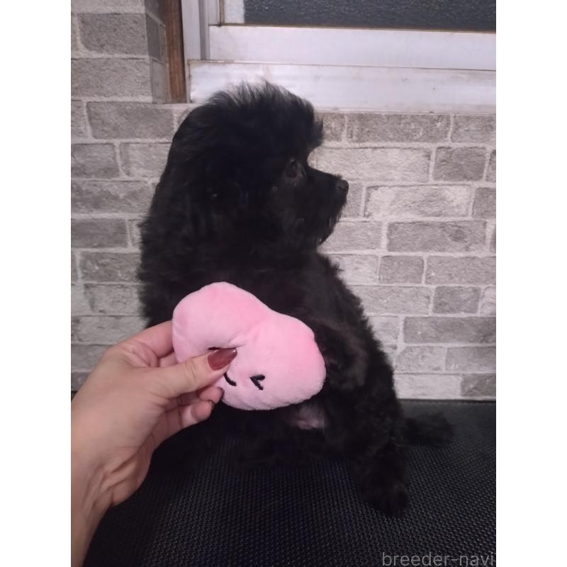 販売中の福岡県のチワプー:チワワ×トイプードル-435715の2枚目