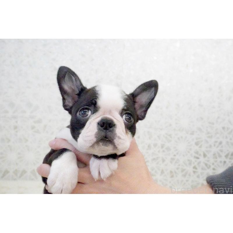 販売中の東京都のボストンテリア-435713