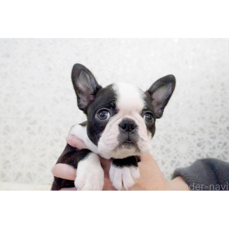 販売中の東京都のボストンテリア-435713の8枚目