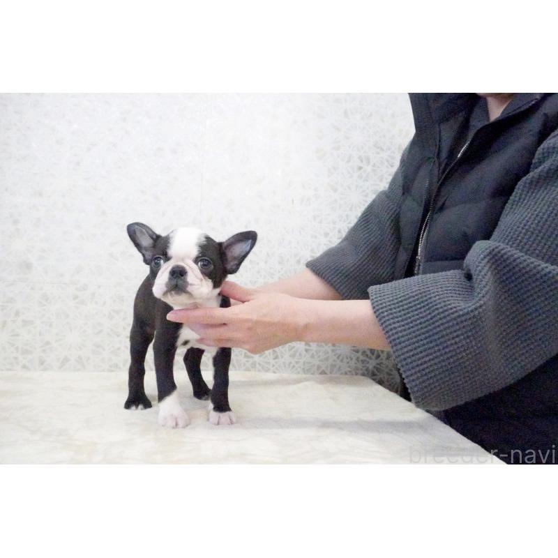 販売中の東京都のボストンテリア-435713の6枚目