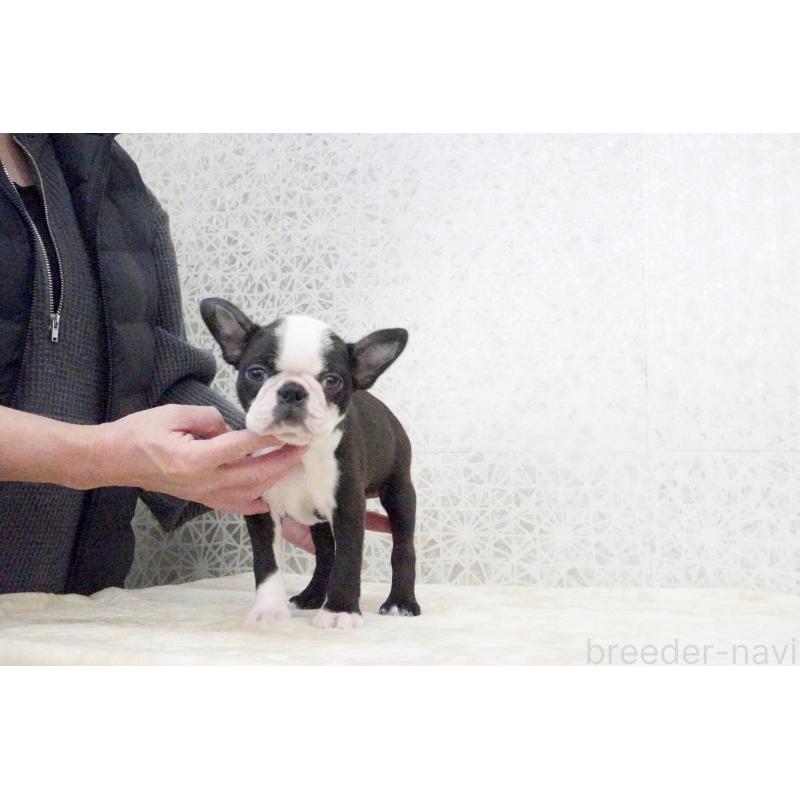 販売中の東京都のボストンテリア-435713の3枚目