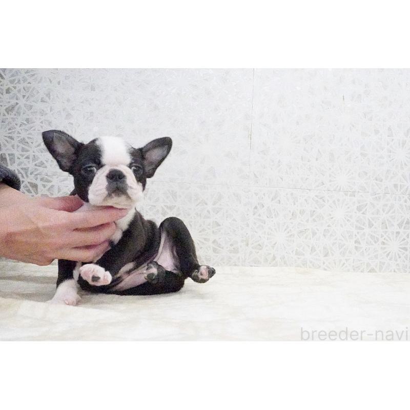 販売中の東京都のボストンテリア-435713の2枚目